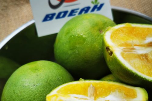 WhatsApp Image 2025-04-29 at 9.21.09 PM