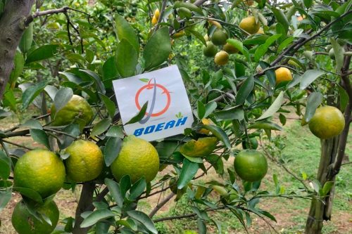 WhatsApp Image 2025-04-29 at 9.21.32 PM