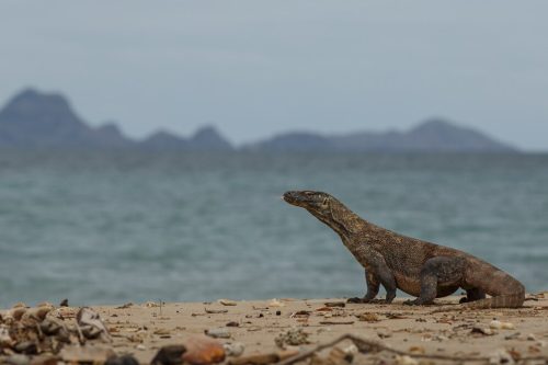 komodo-dragon-beautiful-nature-habitat-famous-island-indonesia_475641-392